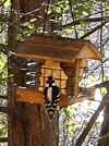 That's a Downy Woodpecker